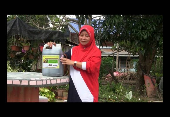 Organic Liquid Fertilizer Testimony Of Kg Merampong, Sabah, Malaysia (1) Organic Liquid Fertilizer Testimony Of Kg Merampong, Sabah, Malaysia (1)