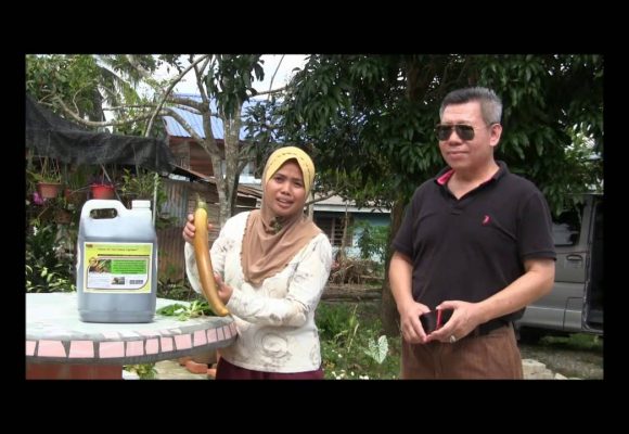 Organic Liquid Fertilizer Testimony Of Kg Merampong, Sabah, Malaysia (3) Organic Liquid Fertilizer Testimony Of Kg Merampong, Sabah, Malaysia (3)