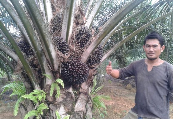 Oil Palm Trees Testimony Oil Palm Trees Testimony