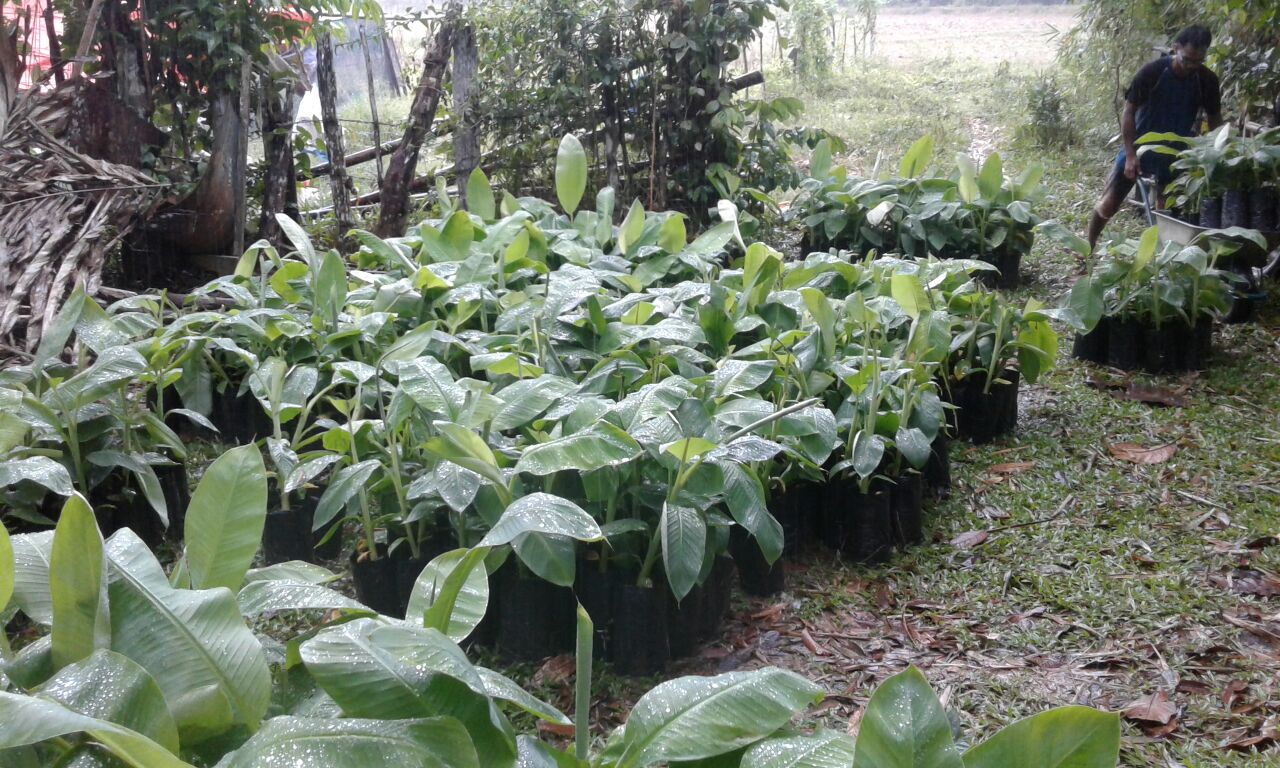24 FEB CHARITY – ORGANIC FERTILIZER GIVEAWAY 24 FEB CHARITY – ORGANIC FERTILIZER GIVEAWAY